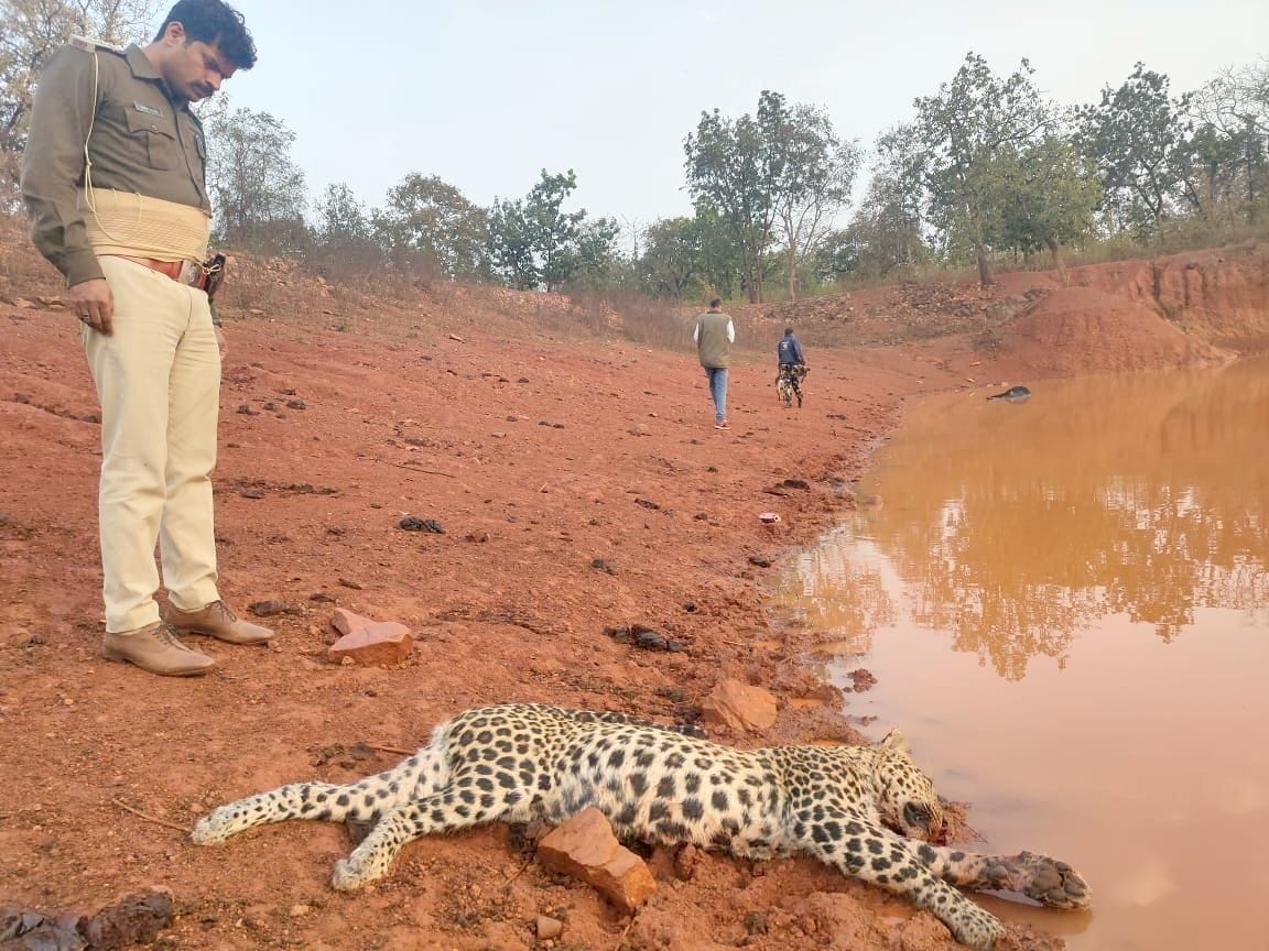Up Board,police,MP,animal,jungle