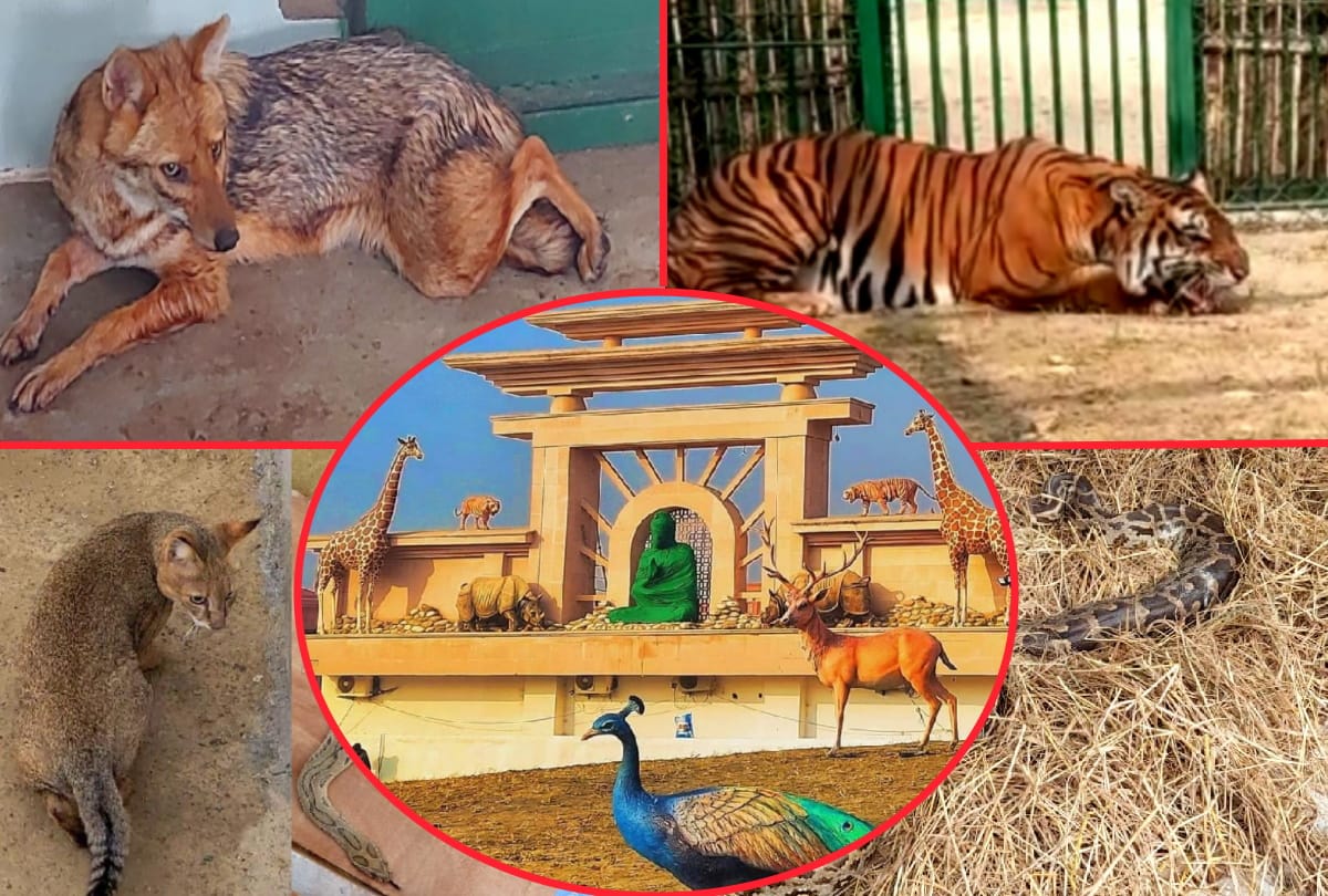 Gorakhpur Zoo got many animals from Lucknow zoo see latest photos