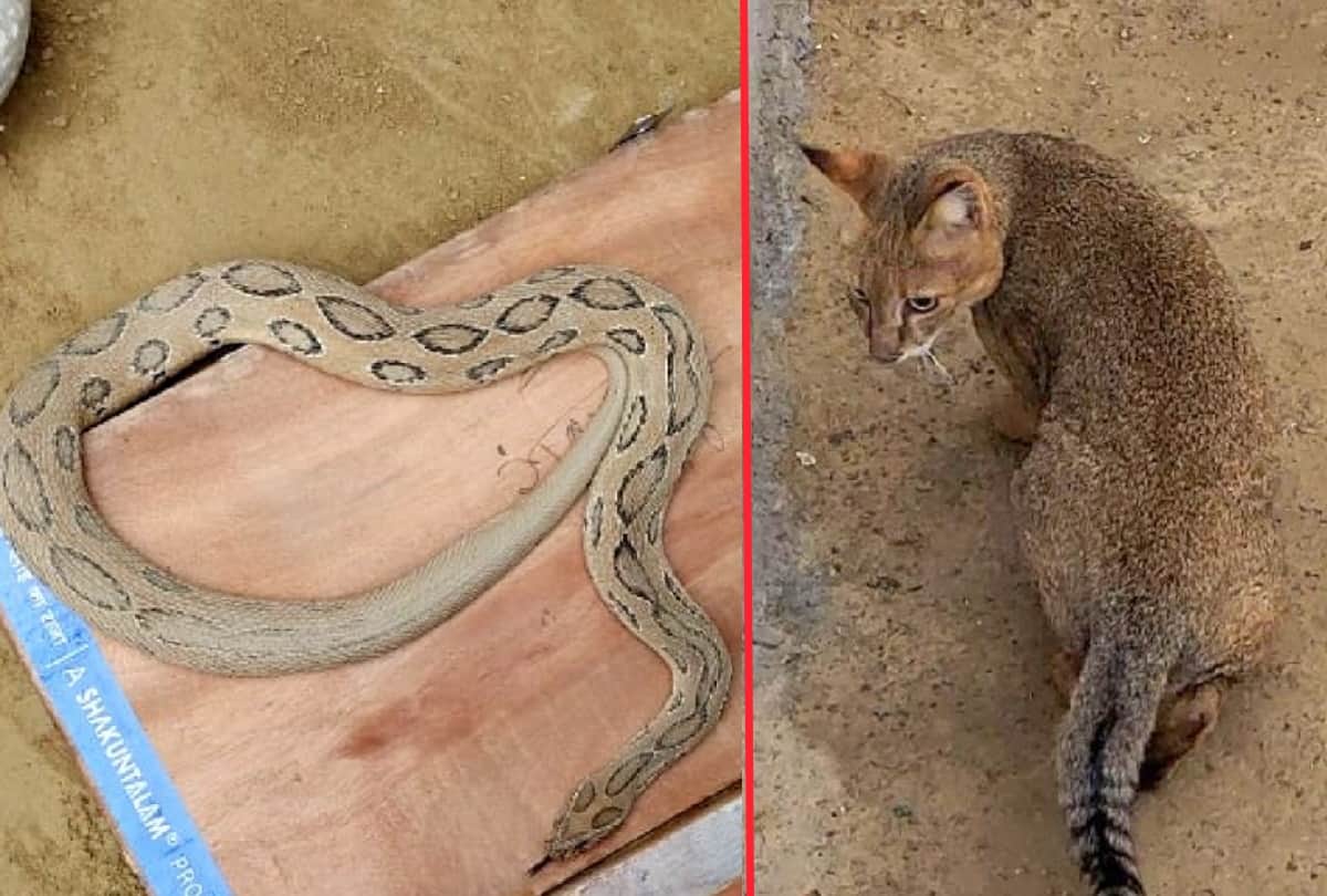 Special animals coming soon in UP Best Zoo of Gorakhpur from Kanpur Zoo