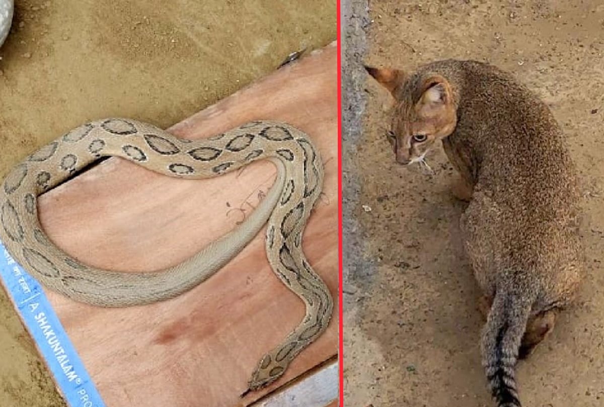 Gorakhpur Zoo got many animals from Lucknow zoo see latest photos