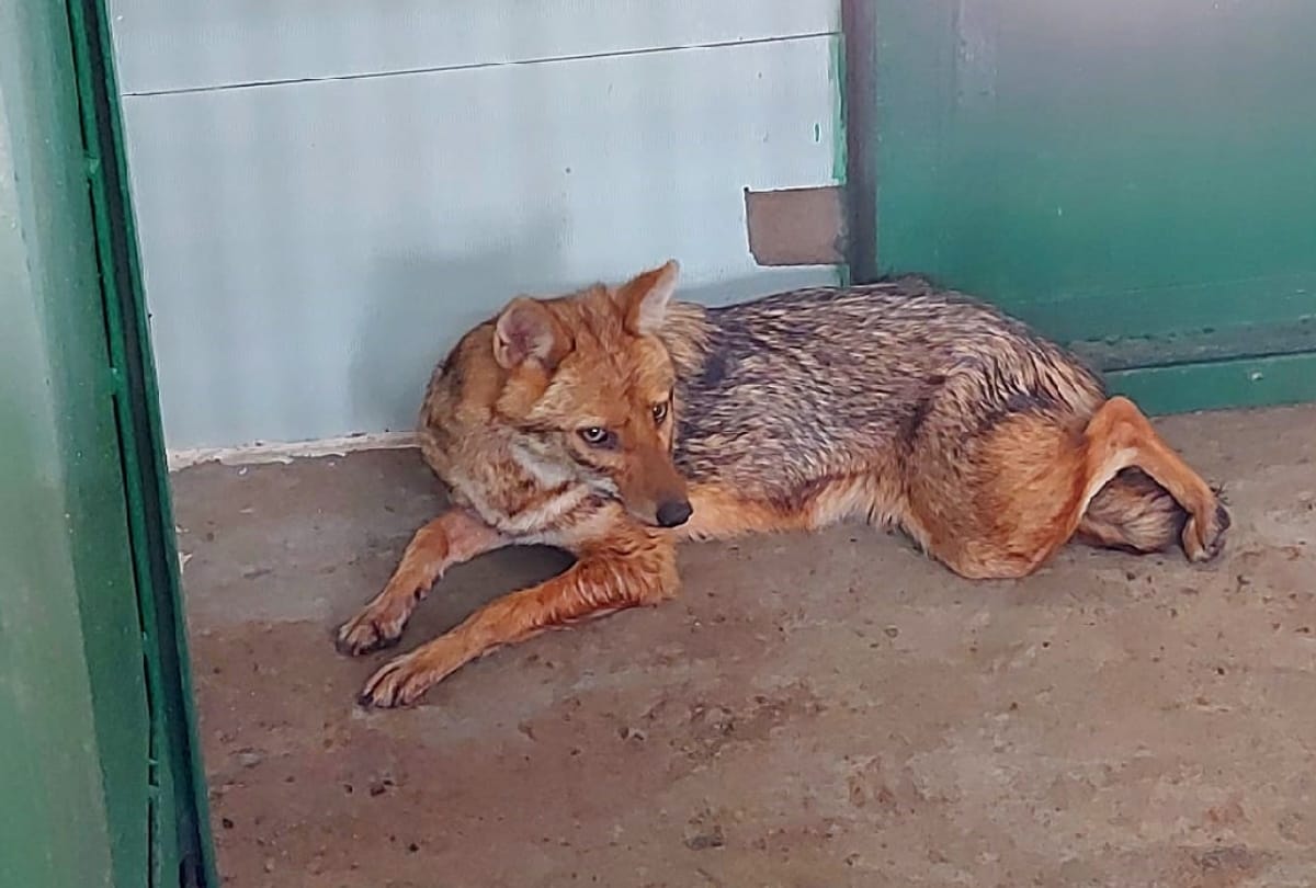 gorakhpur zoo welcome Many animals came from kanpur zoo
