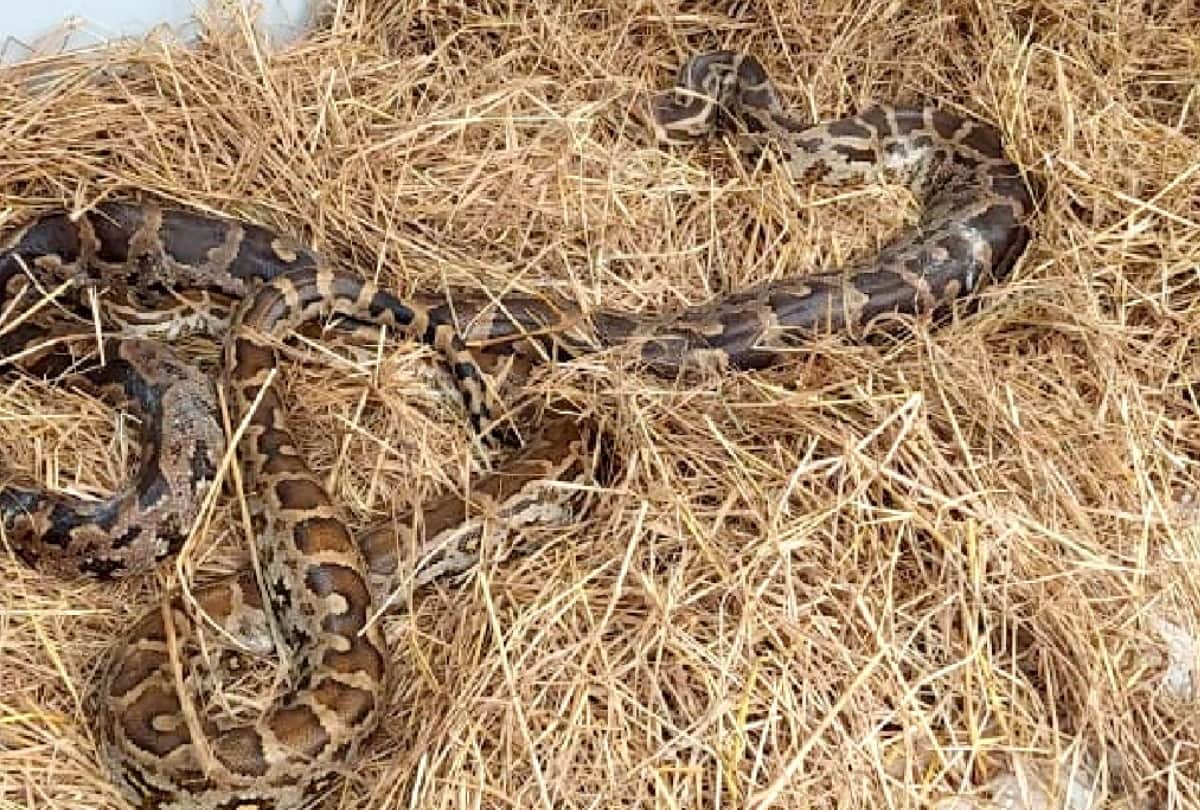 Python Egg In Farm Of Farmer In Barsana Van Vibhag Team Rescue