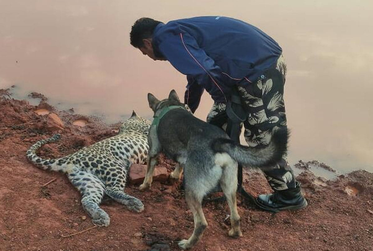 Leopard hunt in chitrakoot
