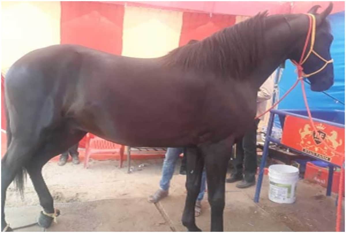 Salman Khan Heart Came on Paramveer Ready But Owner Refuses To Sale The Horse