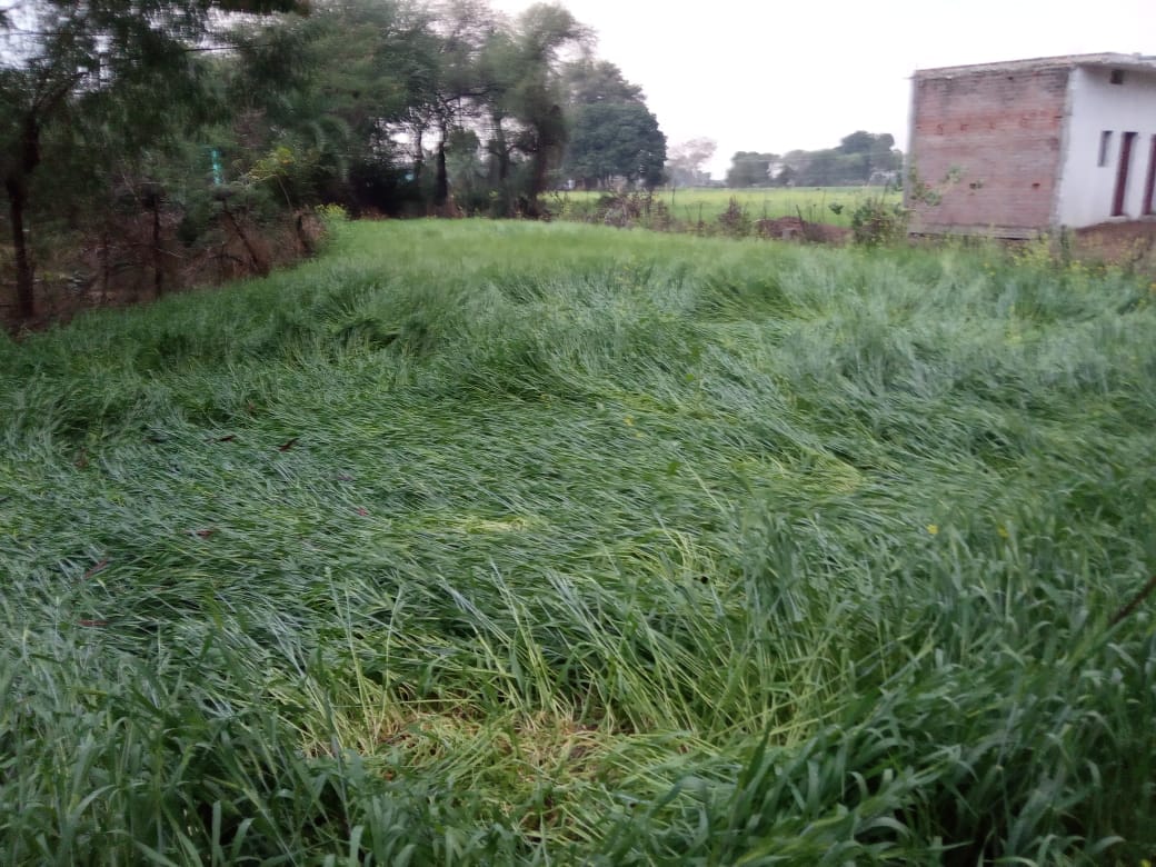 wheat crop destroyed by rain