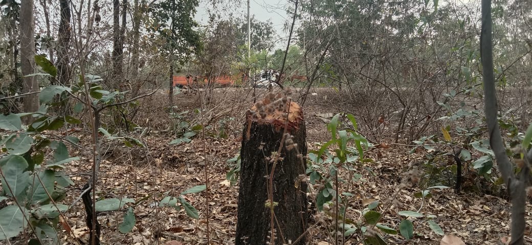Illegal chopping of trees in Gurmura beat