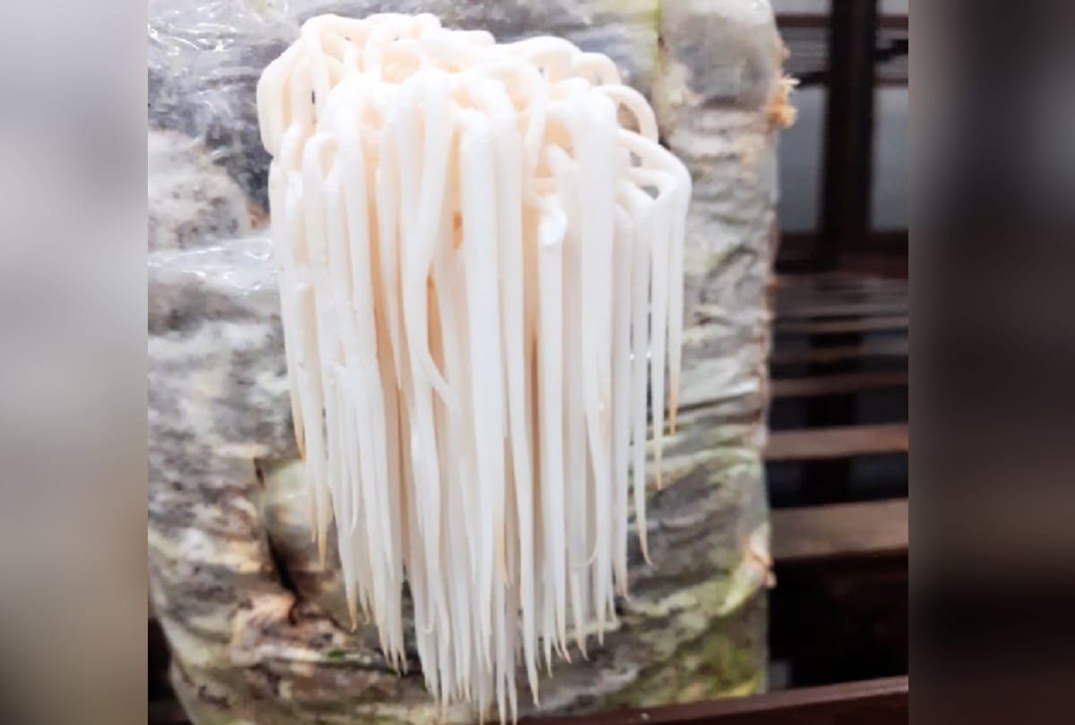 new variety of mushroom Hericium will not only increase memory but also open brain veins