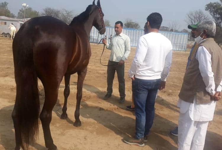 Owner of Horse Paramveer Has rejected offer Of Film Actor Salman Khan