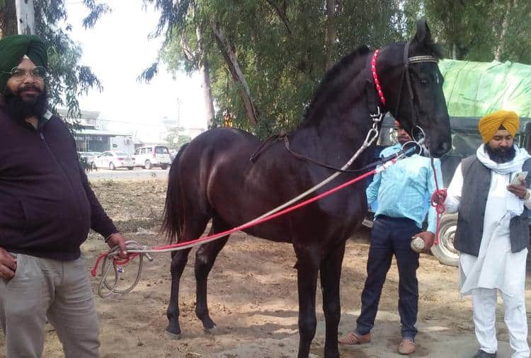 Owner of Horse Paramveer Has rejected offer Of Film Actor Salman Khan