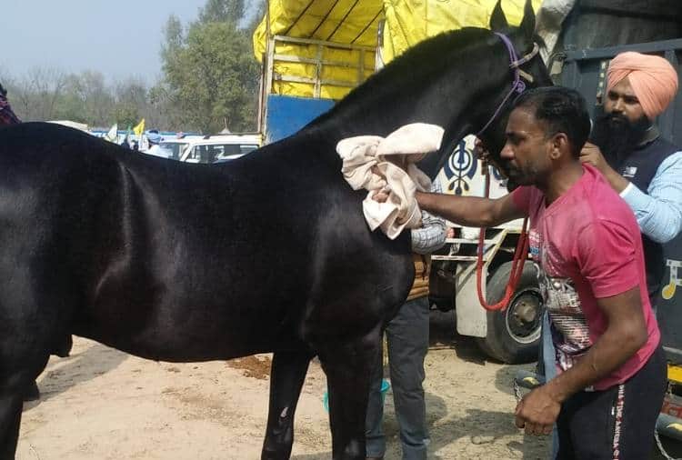 Owner of Horse Paramveer Has rejected offer Of Film Actor Salman Khan