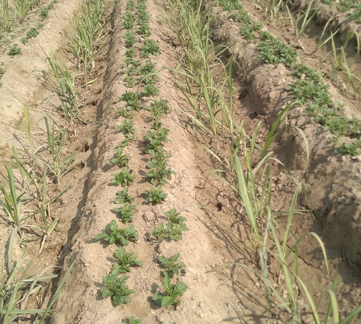 Double yield in one yield due to co-harvest, change in cultivation
