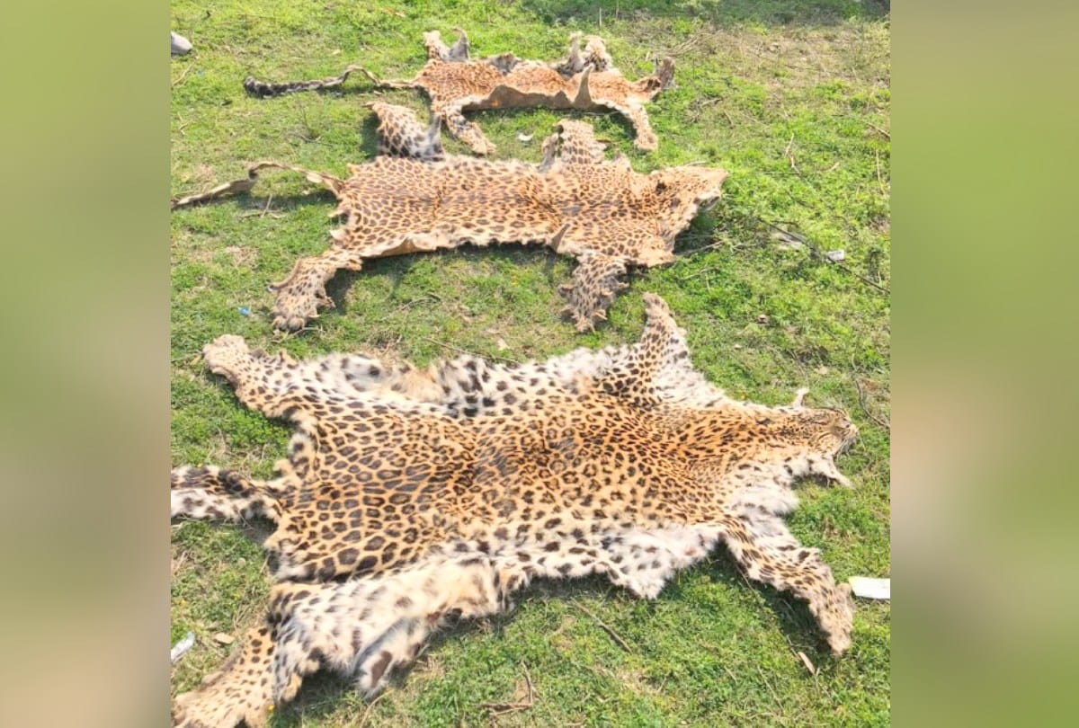 two arrested with three leopards skin in kangra himachal