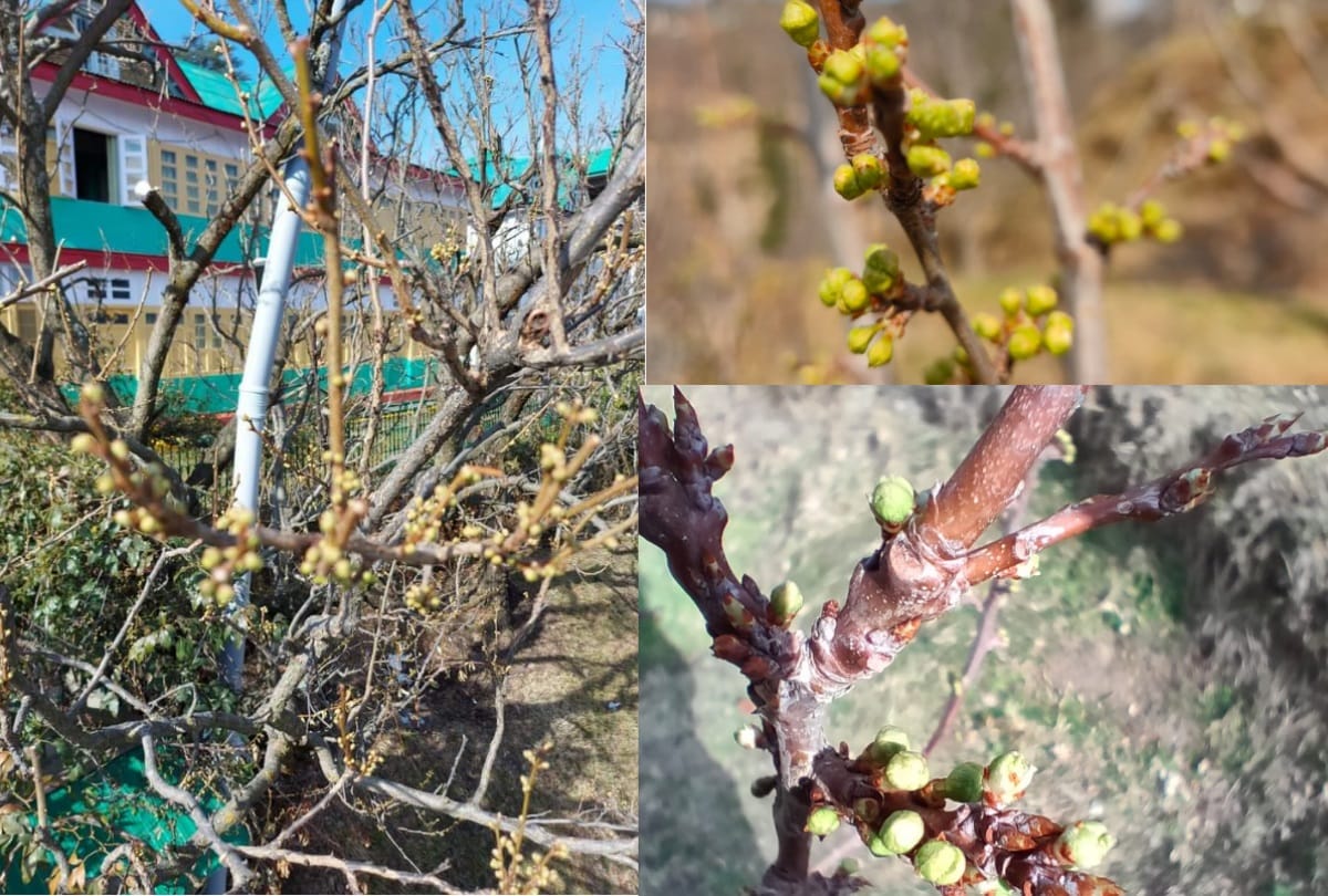 Himachal News: temperature declines will damage plum crop