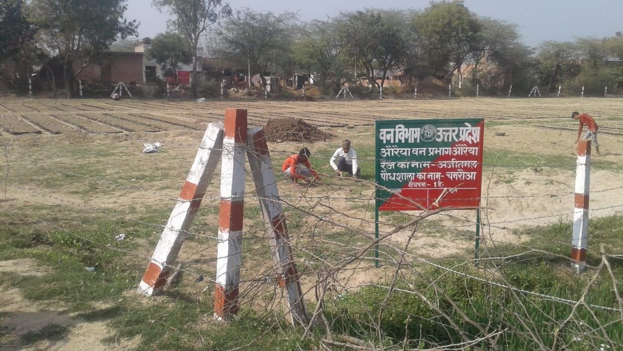 auraiya news,ready,planting,wont,wander