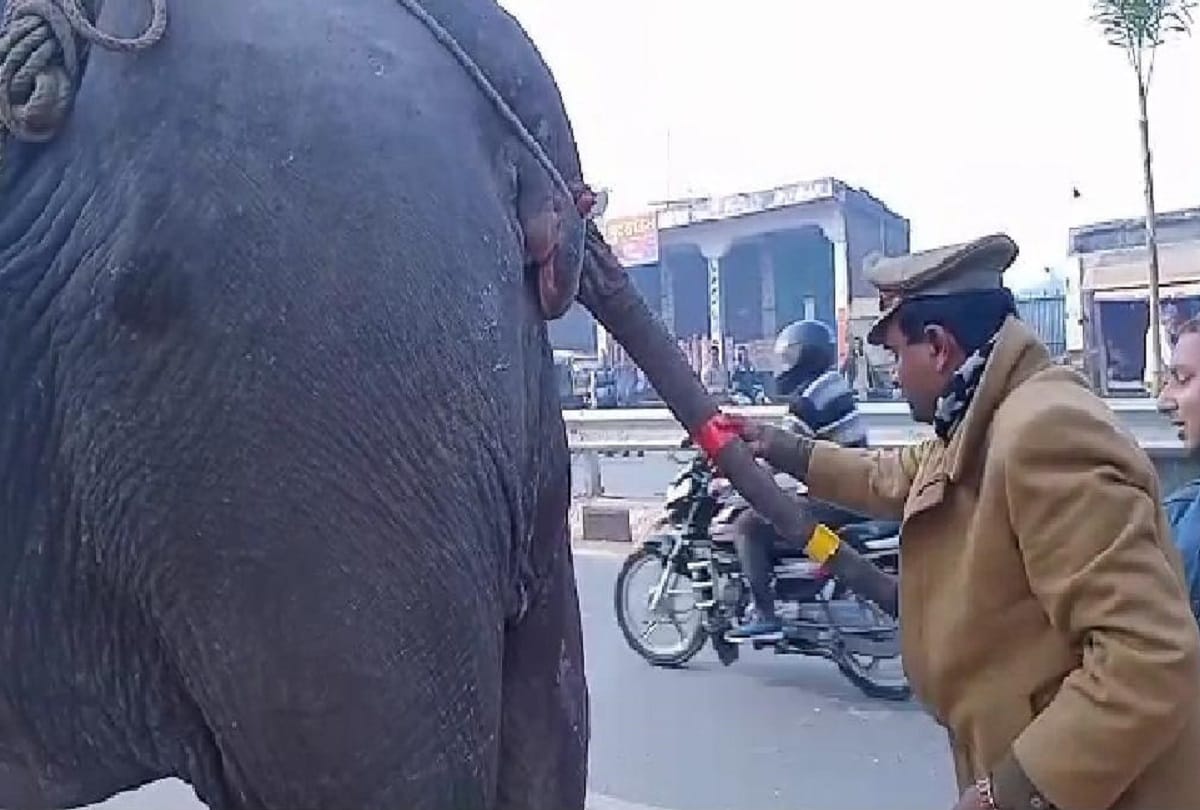 Maharajganj News : Reflectors put on Elephant tail for road safety awareness