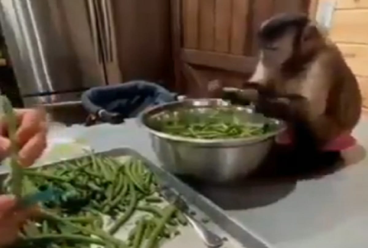 monkey is cutting vegetables with woman see viral video