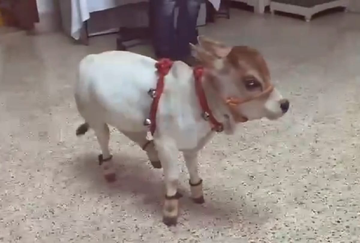 Punganuru cow video going viral on social media
