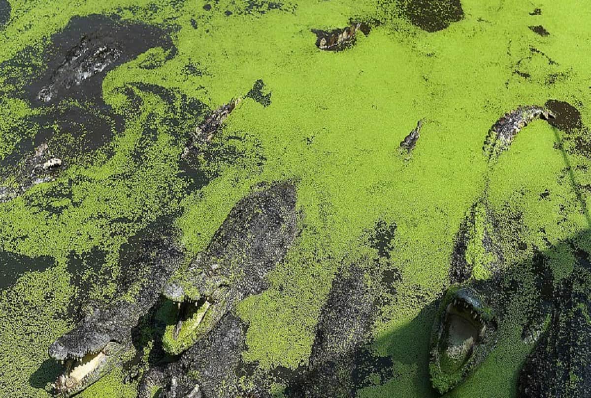 Bangkok zoo : became hell for wild animals, lockdown left them emaciated 