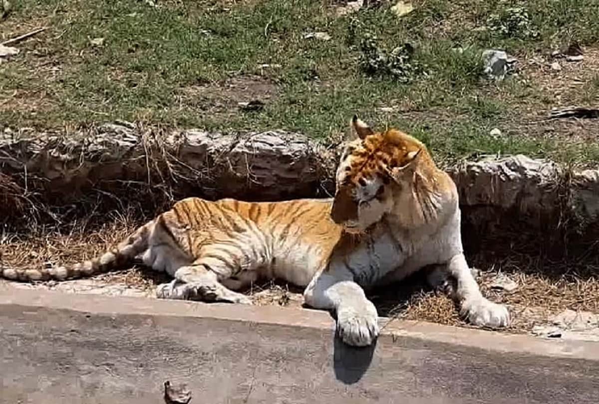 Bangkok zoo : became hell for wild animals, lockdown left them emaciated 