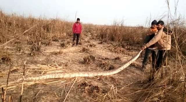 Crowds gathered to see twenty fit long  Python