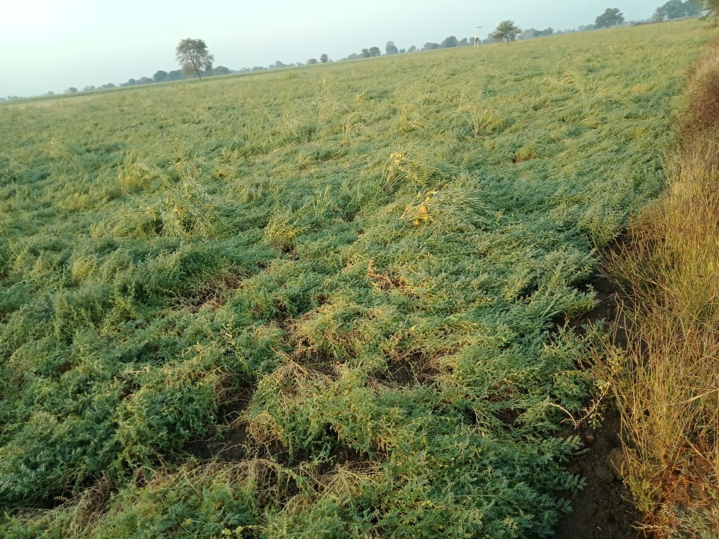 crop damage by wing and rain