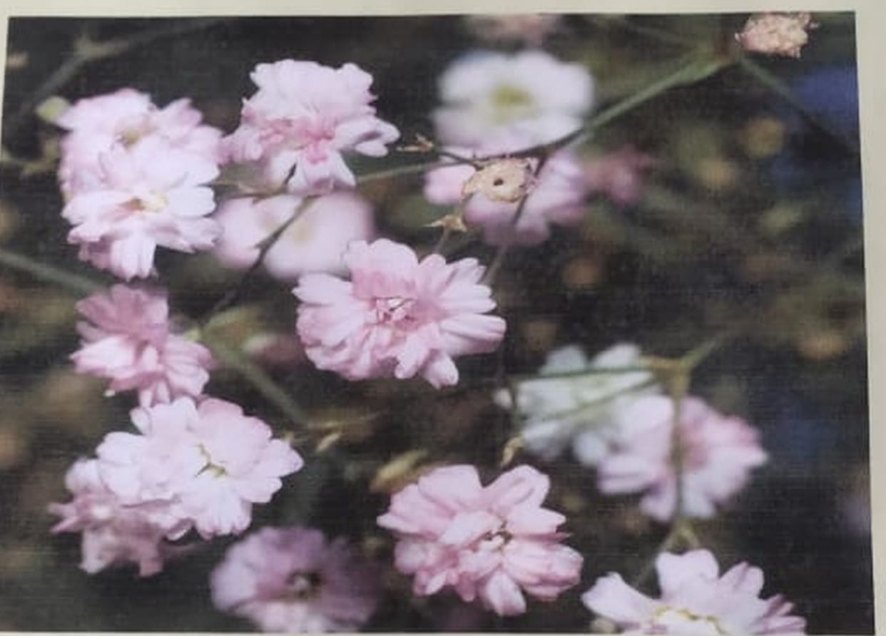Gypsophila flower cultivation will increase farmers' income  in almora