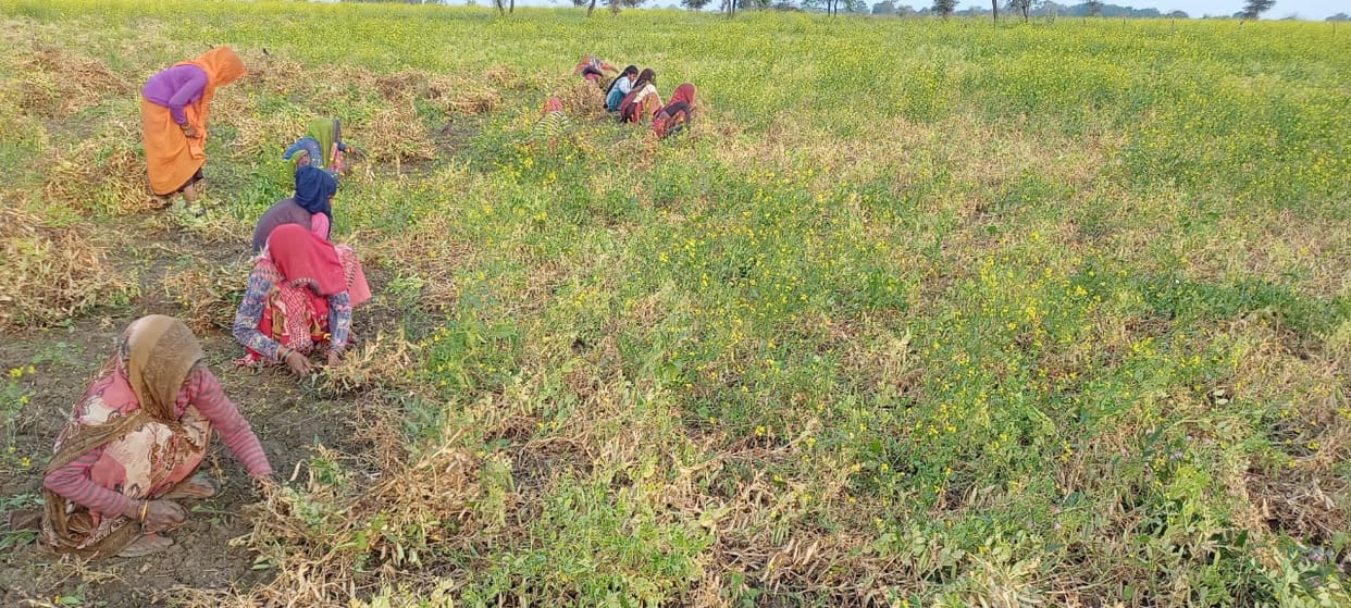 crop damage by rain