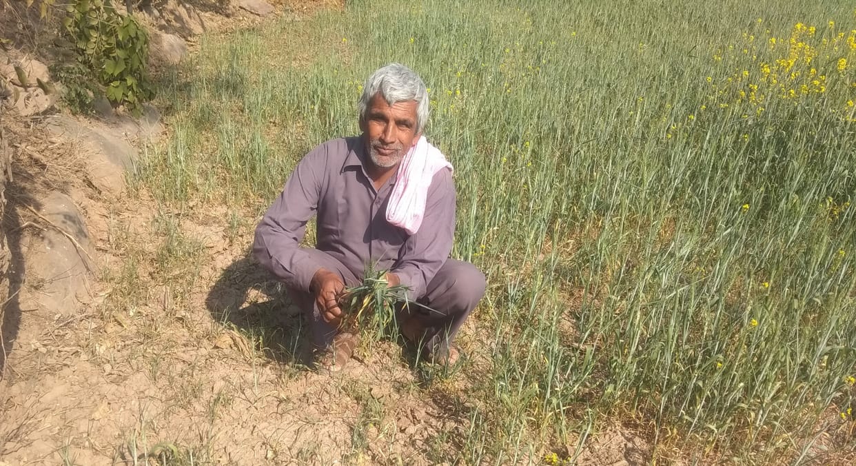 wheat crop damaged due to no rain