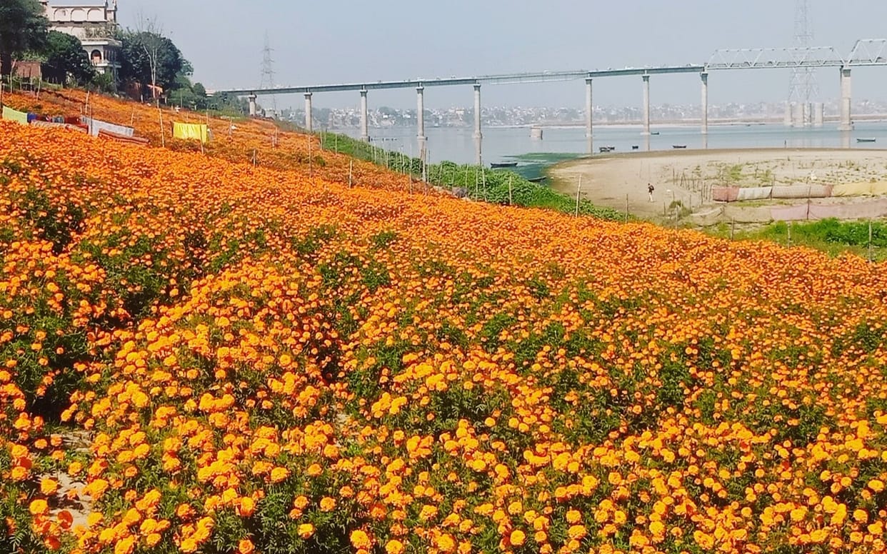 Floriculture started on the banks of Ganga in Varanasi