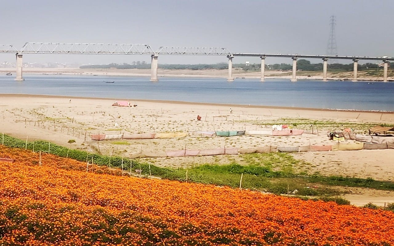 Floriculture started on the banks of Ganga in Varanasi