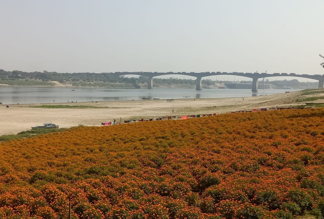 Floriculture started on the banks of Ganga in Varanasi