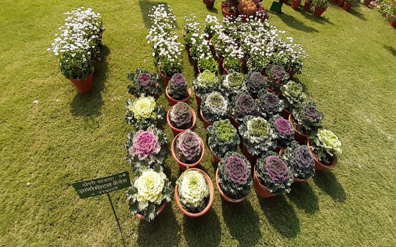This time garden stuff, fruit and flower exhibition will be special in Varanasi