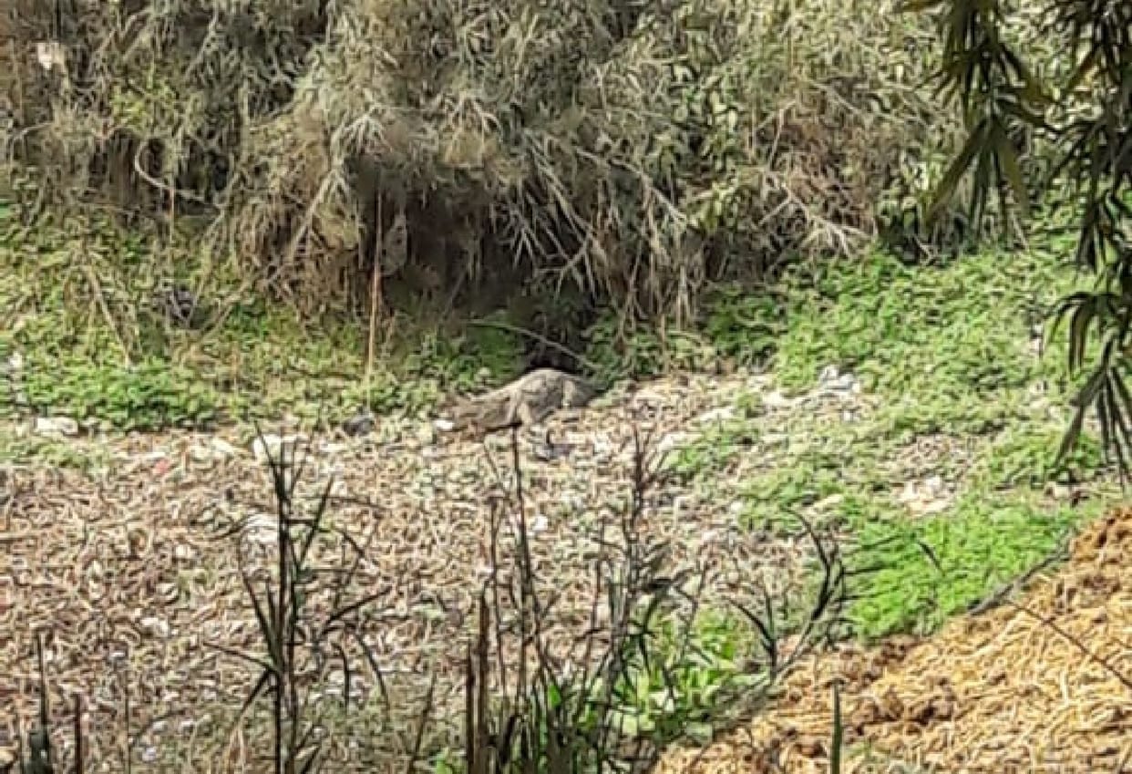 Crocodile found in Biswan, woman narrowly escaped