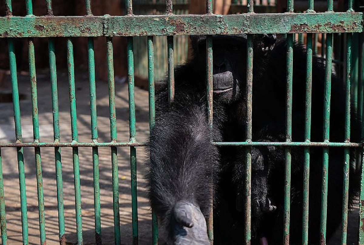 Bangkok zoo : became hell for wild animals, lockdown left them emaciated 