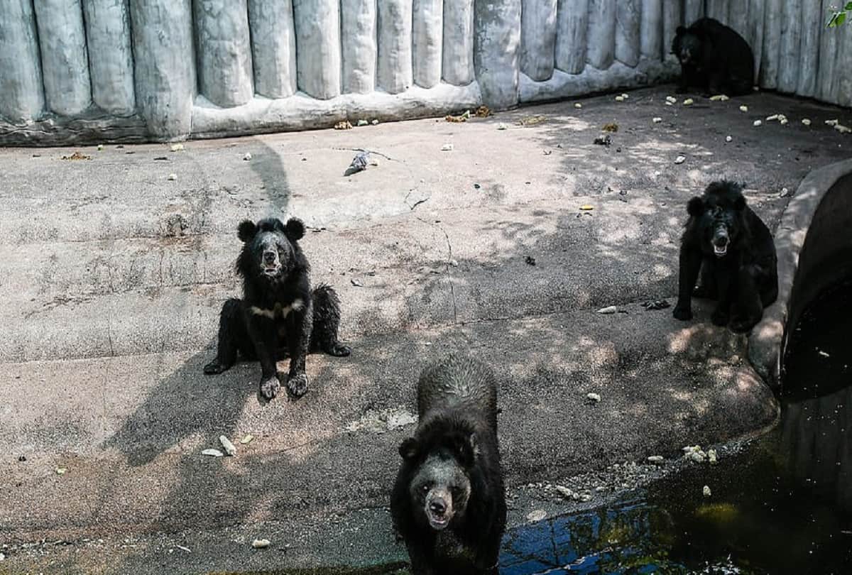 Bangkok zoo : became hell for wild animals, lockdown left them emaciated 
