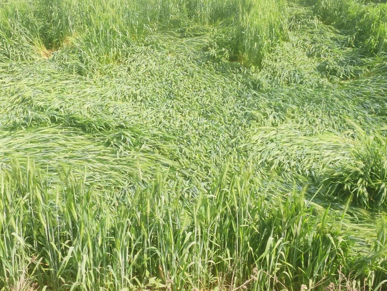 Crop fell due to strong wind