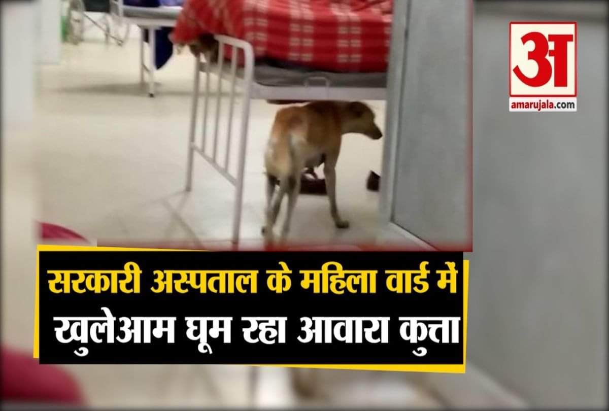 अस्पताल में स्वान