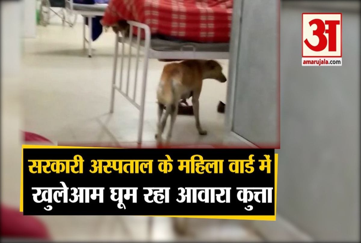 अस्पताल में स्वान