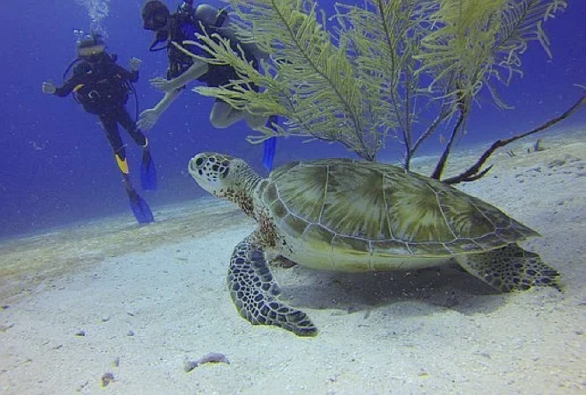 Best and beautiful places to visit in India Havelock Island also known as Swaraj Dweep