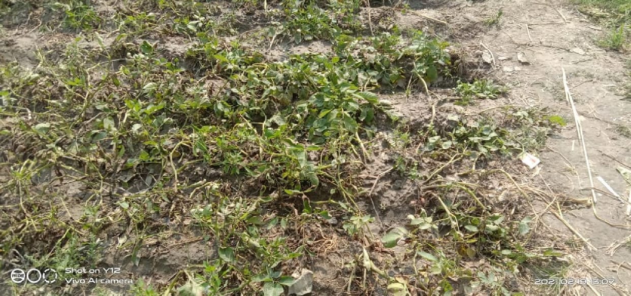 Crop wasted due to rain and hail