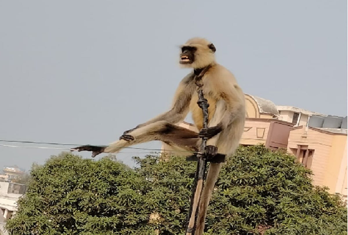 Meerut News : on the compliant of maneka gandhi langur freed from the house of a doctor