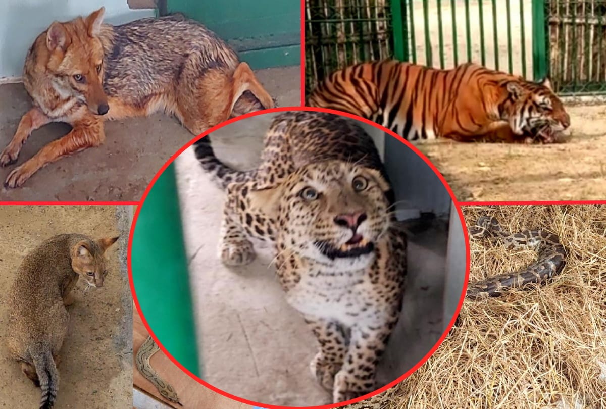 Gorakhpur Zoo increased vigilance after Babbar lions of Hyderabad became corona positive