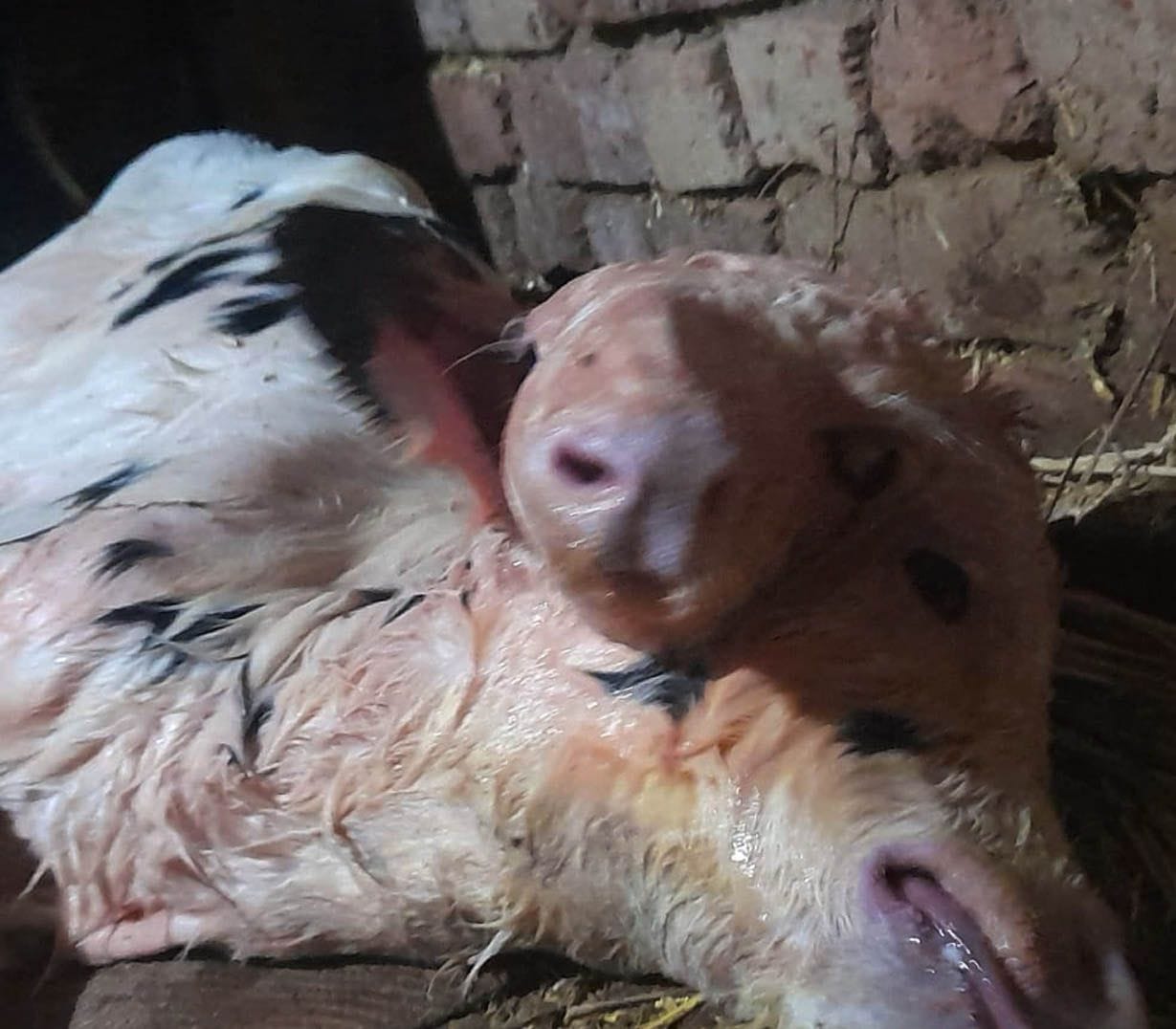Two-mouthed baby born in Roni Harjipur village