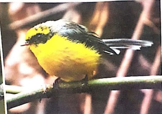New species of bird seen in Corbett Tiger Reserve