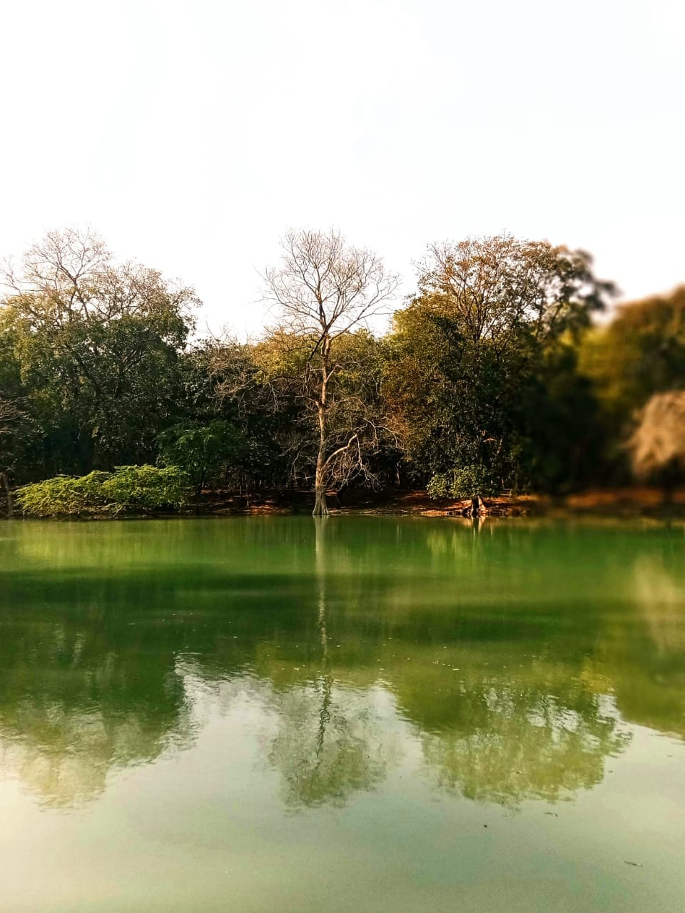 kukrail water still clean in green area