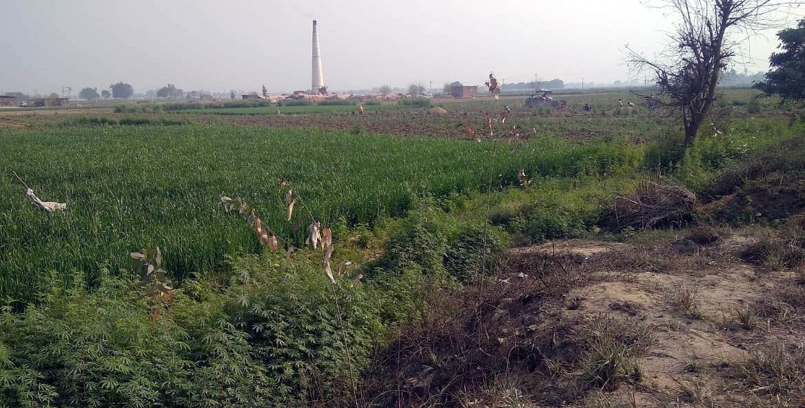 paudhon kee dekharekh na hone se teen karod ka nukasaan