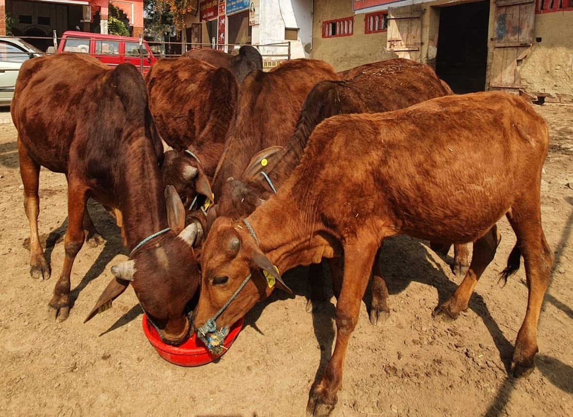 The land of Vidur will increase cow in Kanhaiya's city