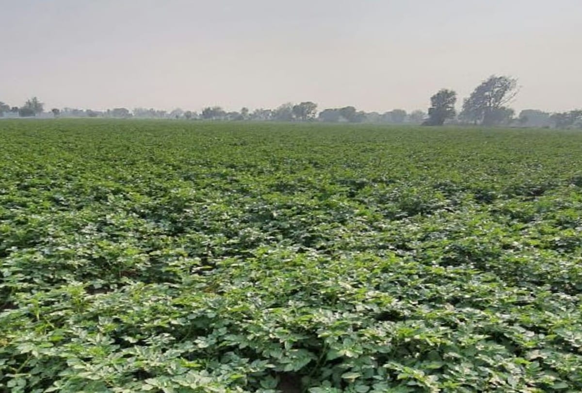 thriving farmers adopted scientific techniques for potato farming in agra