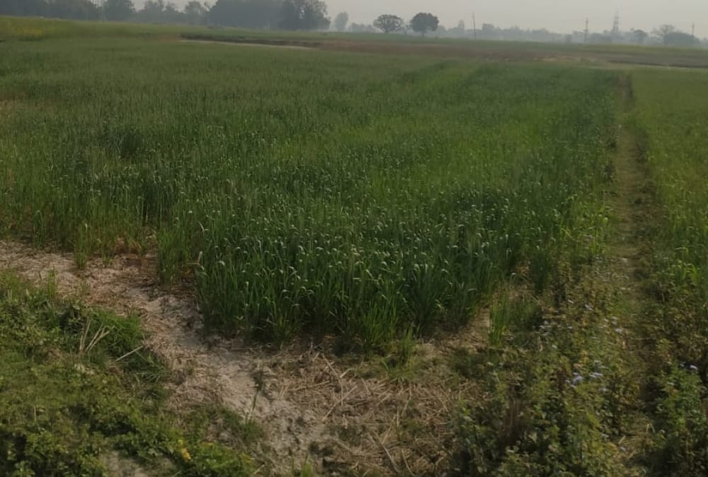 Cabinet minister Smriti Irani will be building her house in a village in Amethi.