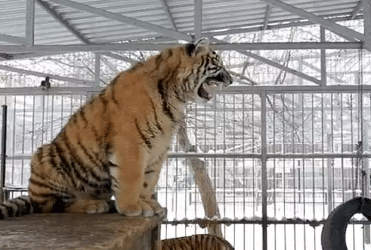 After a hundred days of hard work, the tiger that hangs the noose and hangs the noose